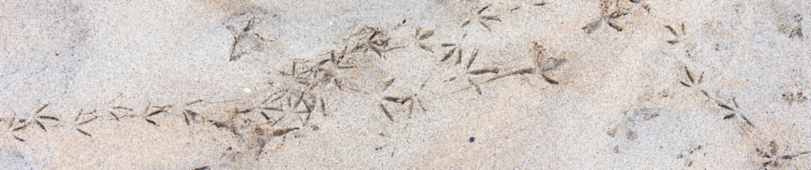 Pattern of bird tracks in tan sand, as a nature background
