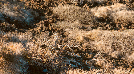 Wild exotic desert plants, cacti and bushes grow on the black lava volcanic soil.