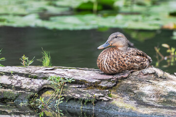 Closeup of a mallard ducks.