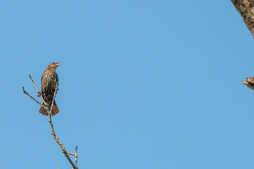 Closeup of a red-winged blackbird.