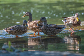 Closeup of a mallard ducks.