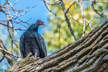 Closeup of a turkey vulture.