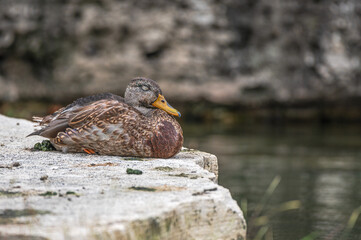 Mallard duck in spring.