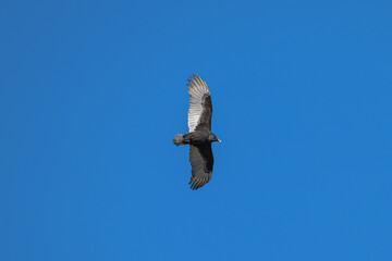 Closeup of a turkey vulture.