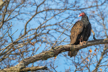 Closeup of a turkey vulture.