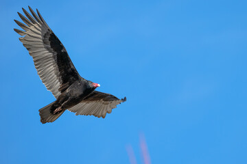 Closeup of a turkey vulture.