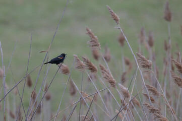 Red-winged blackbird.