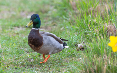 Closeup of a mallard ducks.