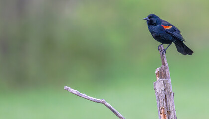 Red-winged blackbird.