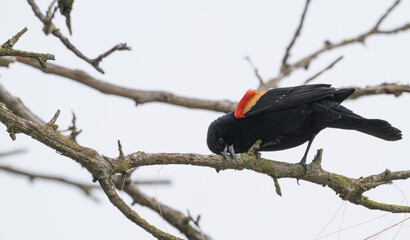 Closeup of a red-winged blackbird.