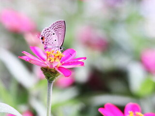 百日草の花に止まるシジミチョウ