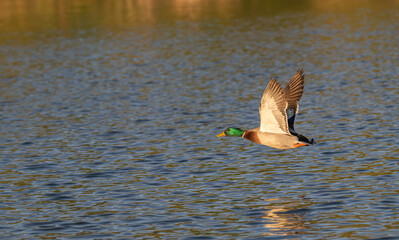 Closeup of a mallard ducks.