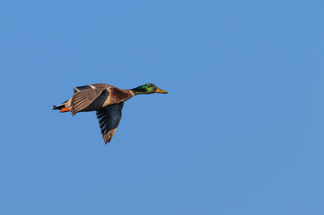 Closeup of a mallard ducks.