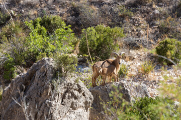 Barbary sheep mother and kid on a rock