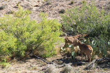 Barbary sheep in the wild
