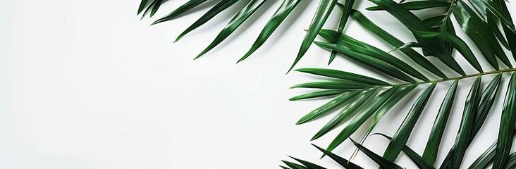 Green palm leaves on a white background seen from above