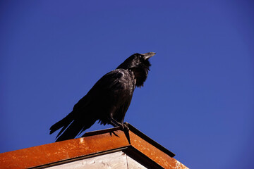 Common raven, on roof in early morning