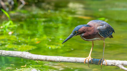 Closeup of a green heron perched on a tree branch over a lake in spring.