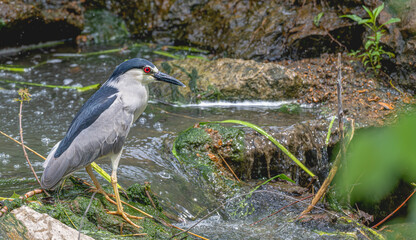 Closeup of a black-crowned night heron standing by a stream in spring.