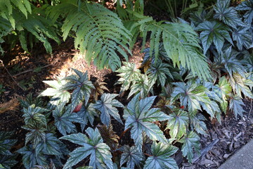 Obraz premium ferns above greenish white leaves with white splatter patterns