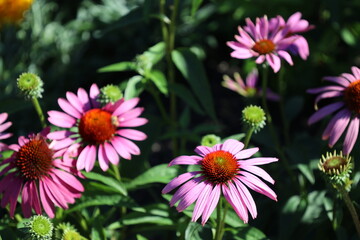 Fototapeta premium purple flower with many petals and reddish brown center