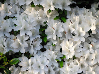 生垣に咲いた純白のツツジ