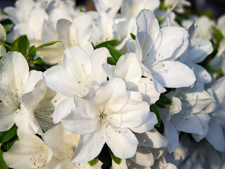 生垣に咲いた純白のツツジ