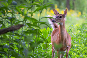 Deer outdoors in summer. Bright green leaves in the background.