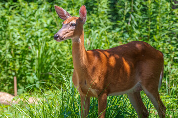 Deer outdoors in summer. Bright green leaves in the background.
