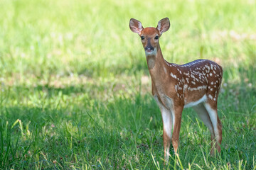 Deer outdoors in summer. Bright green leaves in the background.