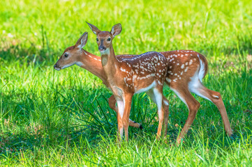 Deer outdoors in summer. Bright green leaves in the background.