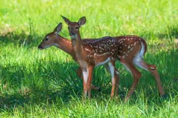 Deer outdoors in summer. Bright green leaves in the background.