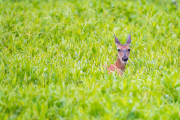 Deer outdoors in summer. Bright green leaves in the background.