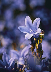 Canterbury bell blue flowers in close up