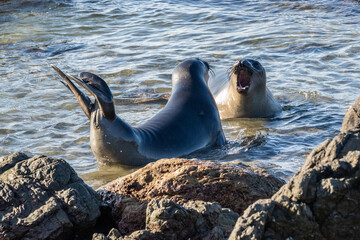 Northern Elephant Seals (Mirounga angustirostris) facing each other in the water near the beach,...