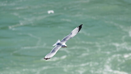 Bird Flying Over Niagara River