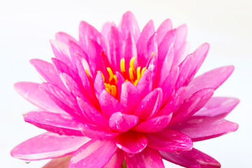 Beautiful pink water lily. lotus water plant