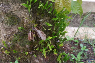 photography of Pyrrosia lanceolata plant growing on a tree trunk