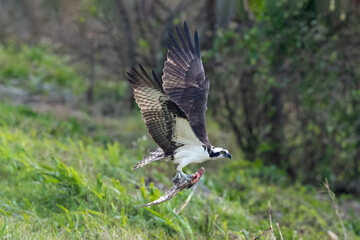 Osprey (Pandion haliaetus) in flight, carrying fish in its talons. Green plants in background. Orlando, Florida. 
