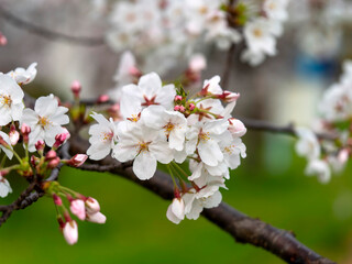 公園に咲いた桜の花と蕾