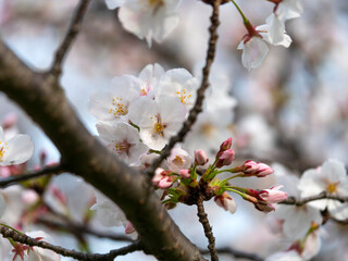 公園に咲いた桜の花と蕾