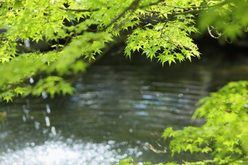 噴水のある池のほとりの新緑のカエデ