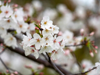 公園に咲いた桜の花と蕾