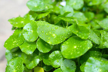 Fresh centella asiatica leaves with rain drop. Gotu kola herb plant