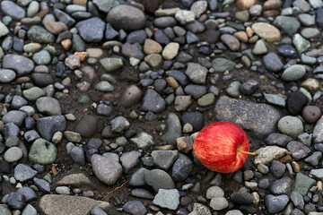 Red apple on the ground surrounded by stones and gravel