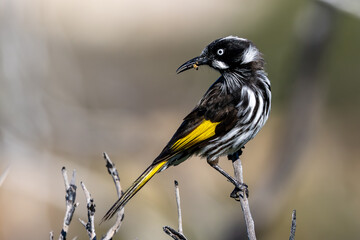 New Holland Honeyeater collecting food for young