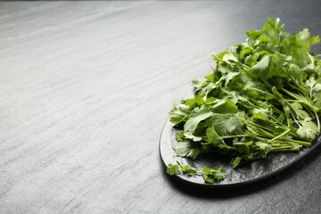 Fresh coriander on dark gray textured table, space for text