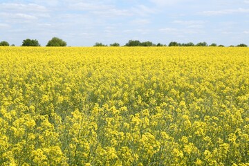 Fototapeta premium Beautiful rapeseed flowers blooming in field under blue sky