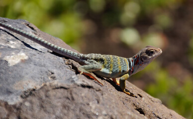 Collared lizard