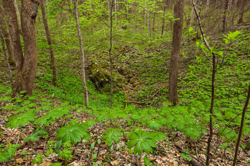 Fototapeta premium White Oak Sink, Spring